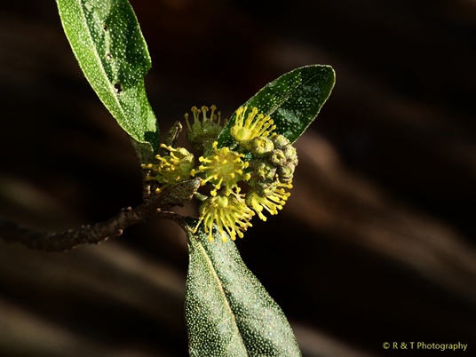 {Croton alabamensis}